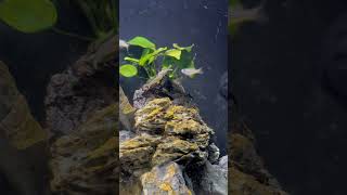 Forktail Rainbow Pseudomugil furcatus Males Sparring natureaquarium fishtank rainbowfish fish [upl. by Faxun]