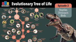 Evolutionary Tree of Life  Episode 2  Reptiles amp Birds [upl. by Nyraf]