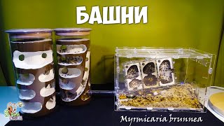 Переселяем муравьев в башни ● Myrmicaria brunnea [upl. by Bonny]