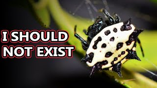 Spiny Orb Weaver facts the Spikey Spiders  Animal Fact Files [upl. by Rahal]