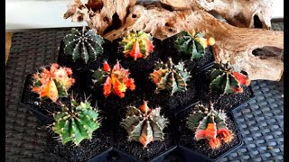 Repotting my variegated gymnocalycium [upl. by Rednasela]