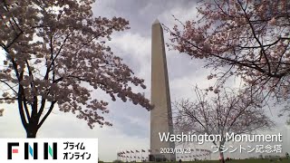 【ワシントンDC春の風景】アメリカで愛される日本の桜 [upl. by Hbaruas295]