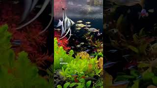 angelfish cardinaltetras♥️ rainbowfish harlequinrasborafish plantedtank aquarium fish hobby [upl. by Nath]