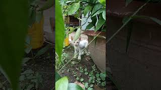 Kitten meowing to attract cats cat kittten shortsvideo [upl. by Joy]