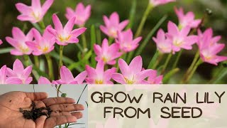 How to grow Rain lilies from seedswith update [upl. by Allyson]