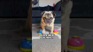 Aggressive Dog Barking Pug Barking Loud youtubeshorts shorts pug pugdog [upl. by Gualterio]