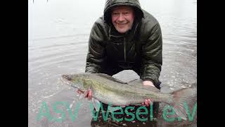 Fischbesatz am Auesee vom 22032024 [upl. by Sandler]