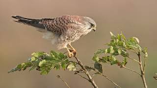 Turmfalke  CLOSE UP in Flight [upl. by Enillebyam]