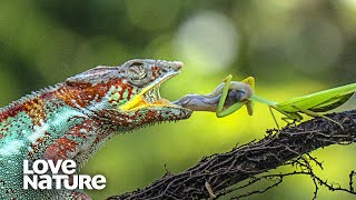 Chameleon’s Tongue Catches Prey in Slowmotion  Love Nature [upl. by Jorgenson]