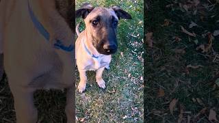 Puppy training Sophie Malinois belgianmalinois searchdog workingdog [upl. by Hurleigh]