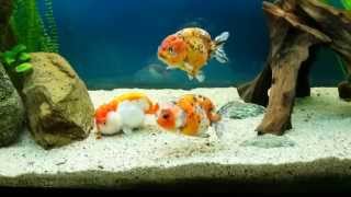 My Ranchu Goldfishs [upl. by Higbee968]