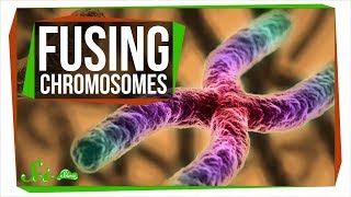 What Happens If You Fuse All Your Chromosomes  SciShow News [upl. by Nwahsiek]