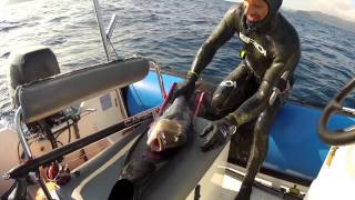 DenticeKiller Corsicasub Spearfishing 2014 [upl. by Lorilyn]