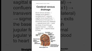 Cerebral venous drainage [upl. by Cardinal]