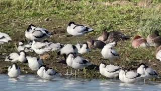 High Tide Roost RSPB Rainham Marshes 181024 [upl. by Peta]