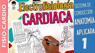 SISTEMA DE CONDUCCIÓN ELÉCTRICO RESUMEN Anatomía Aplicación Clínica Electrofisiología Cardiaca1 [upl. by Thomas]