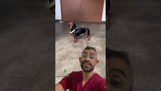 Discussão de casos cirúrgicos da rotina da residência veterinária 11 [upl. by Brothers131]