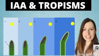 PLANT GROWTH FACTORS IAA and tropisms for Alevel Biology Phototropism and gravitropism [upl. by Rotman623]