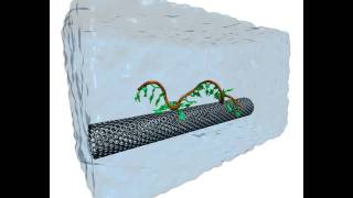 Selfassembly of a Carbonnanotube DNA hybrid [upl. by Barbour]