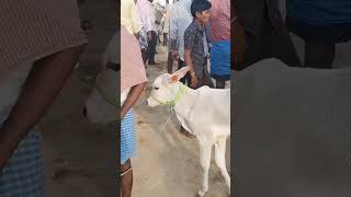 Kundarapalli Friday market tn24sakthivlogs cow cattleprice [upl. by Anpas]