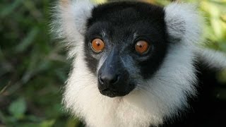 Lemurs of Madagascar HD [upl. by Eiramanin892]