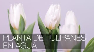 Tulipanes en Agua [upl. by Gnap]