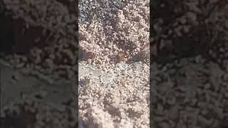 Solonopsis fugax vs argentine ants [upl. by Janela]