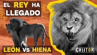 El Rey ha Llegado  León vs Hiena [upl. by Ardolino582]