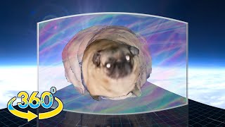 1️⃣ Pug dancing every 1 seconds [upl. by Enomed]