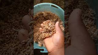 Preparing Hydroponic Fodder Seeds [upl. by Salsbury]