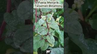 Fakta Menarik Tanaman Binahong fakta binahong tanamanherbal [upl. by Netneuq224]