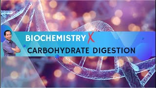 Video 1 Carbohydrate Digestion [upl. by Eelahc]