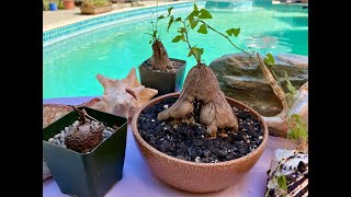 Rare Dioscorea elephantipes Turtle back Succulent  Episode 142 [upl. by Amice]