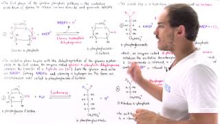 Oxidative Phase of Pentose Phosphate Pathway [upl. by Huxham]