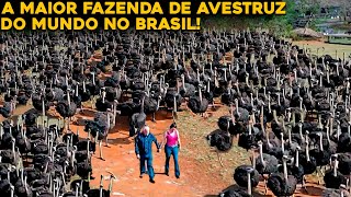 A MAIOR FAZENDA DE AVESTRUZ DO MUNDO QUE FICA NO BRASIL [upl. by Keemahs639]