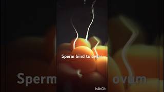 Fertilization fusion of Egg amp Sperm 3danimation viralshorthumananatomyfertilizationspermovum [upl. by Imnubulo]