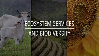 FAO Policy Series Ecosystem Services and Biodiversity [upl. by Aisemaj]