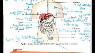 nutritioninanimals class7th Nutrition in Human part2 I Chapter 2 I class7th Science [upl. by Lauryn]