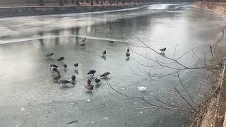 Fulica atra in Summer Palace [upl. by Eidda]