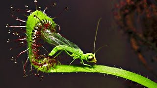 Top 20 Carnivorous Plants That Eat Animals [upl. by Nyliuqcaj]