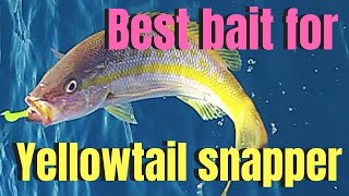 Best bait for yellowtail snapper [upl. by Yentruoc908]