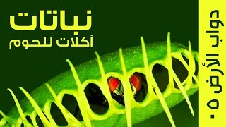 هذه النباتات الآكلة للحوم تصيد الحشرات وتتناولها [upl. by Conlee918]