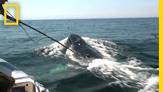 Video Reveals Surprising Humpback Feeding Behavior  National Geographic [upl. by Hamnet]