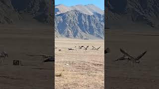 BlackNecked Crane – Rare Alpine bird of Ladakh [upl. by Ginsberg]