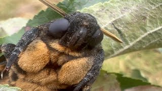 Face of the Deaths head Hawkmoth [upl. by Clovah]