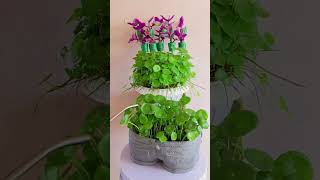 Beautiful cutting flowers and put fertilizer plants flower in pot plants garden flower [upl. by Borlase]