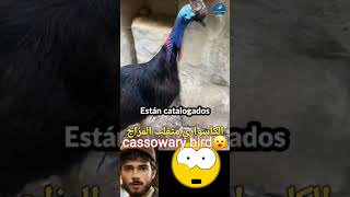 The cassowary is moody casuarius 🙄😱طائر الكاسواري متقلب المزاج wildlife animals طائر حيوانات [upl. by Ailadgim]