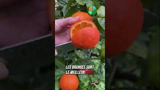 Les meilleurs fruits pour ton corps [upl. by Braynard]