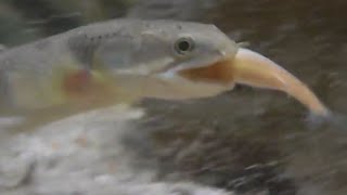 Senegalus bichir feeding [upl. by Harry]