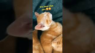 Wow din bana degibye video YTDRAMAc1g cat fun ytshort [upl. by Reywas]